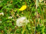 img1